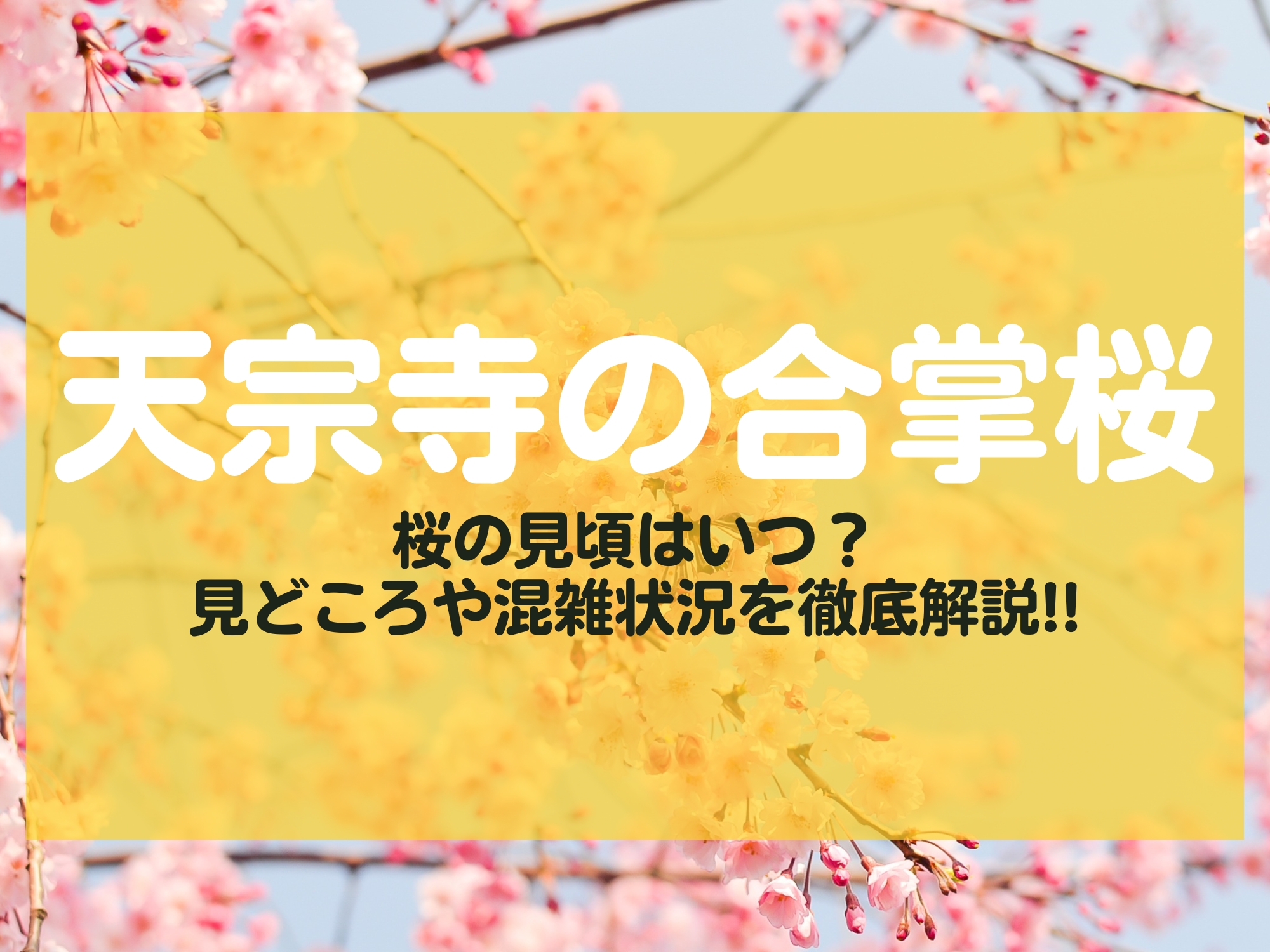 天宗寺の合掌桜 長野市